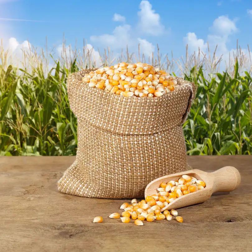 Maíz Amarillo